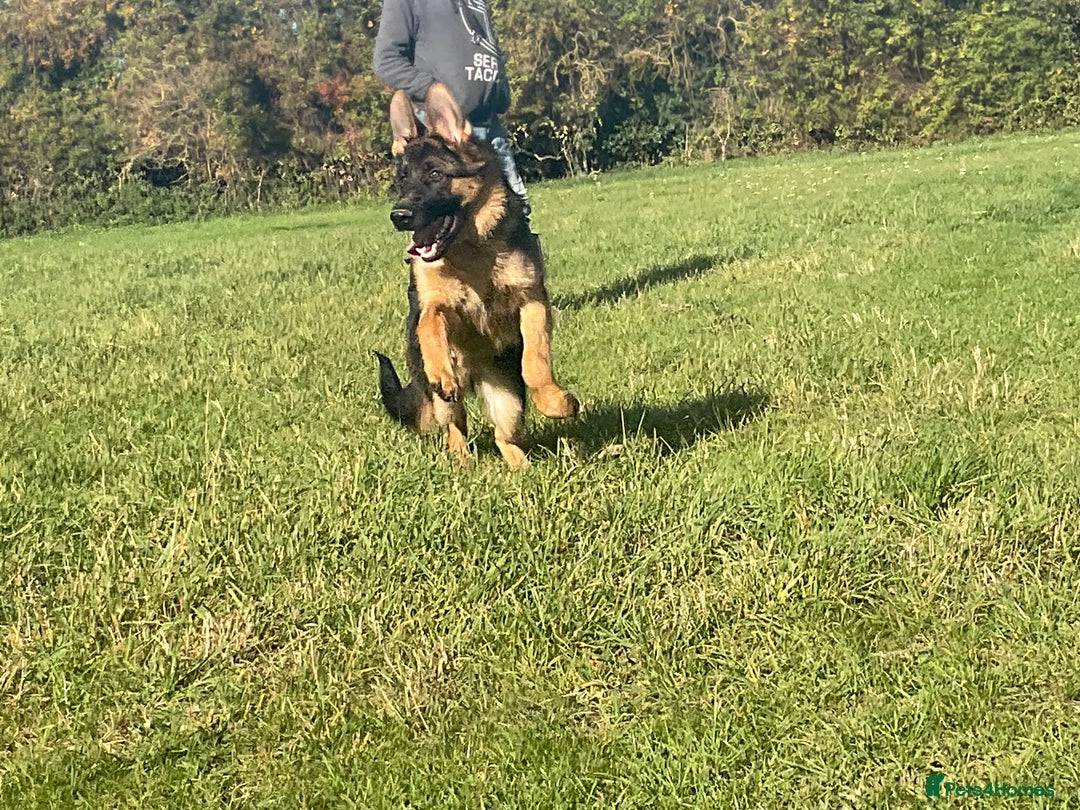 German Shepherd dogs for sale: 25 years experience breeding German Shepherds  - Image 7