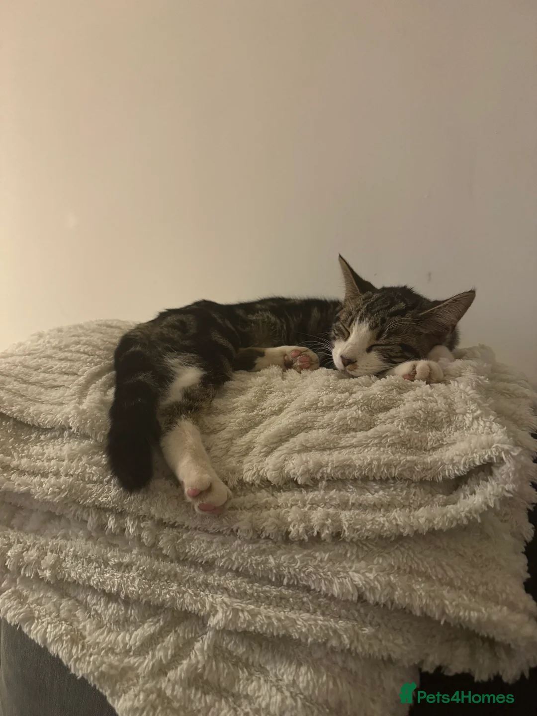 Mixed Breed cats for sale: Beautiful Mabel for rehome  in Reigate - Advert 1