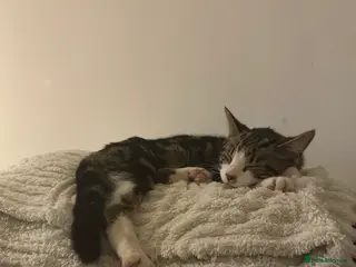 Mixed Breed cats Beautiful Mabel for rehome in Reigate - Advert 1