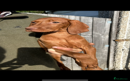 Hungarian Vizsla dogs for sale: Hungarian Vizsla puppies - Image 1