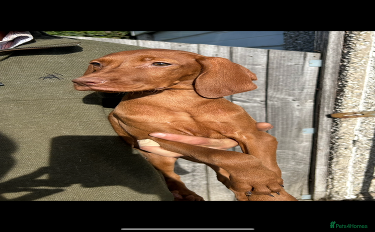 Hungarian Vizsla dogs - Advert 1