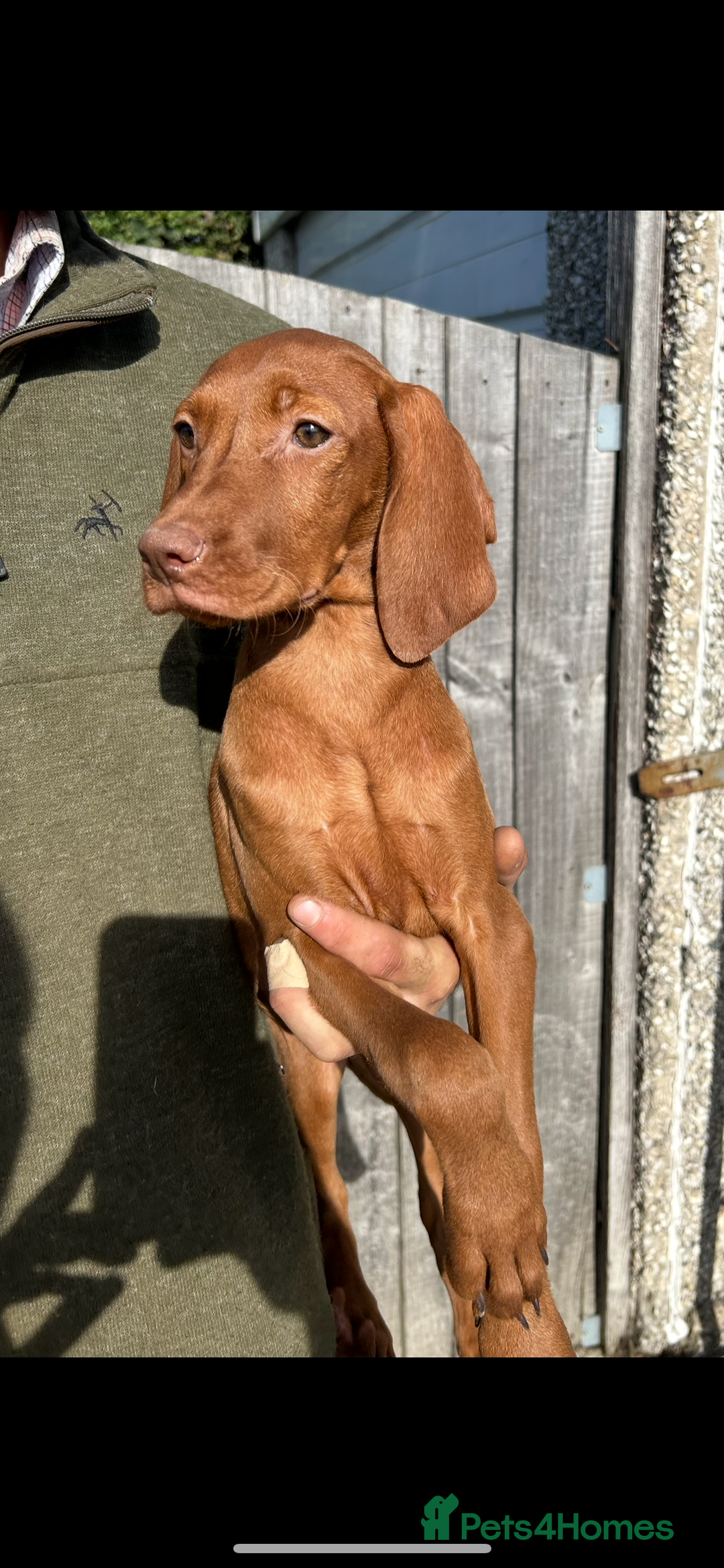 Hungarian Vizsla dogs for sale: Hungarian Vizsla puppies - Image 1