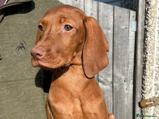 Hungarian Vizsla dogs - Advert 6
