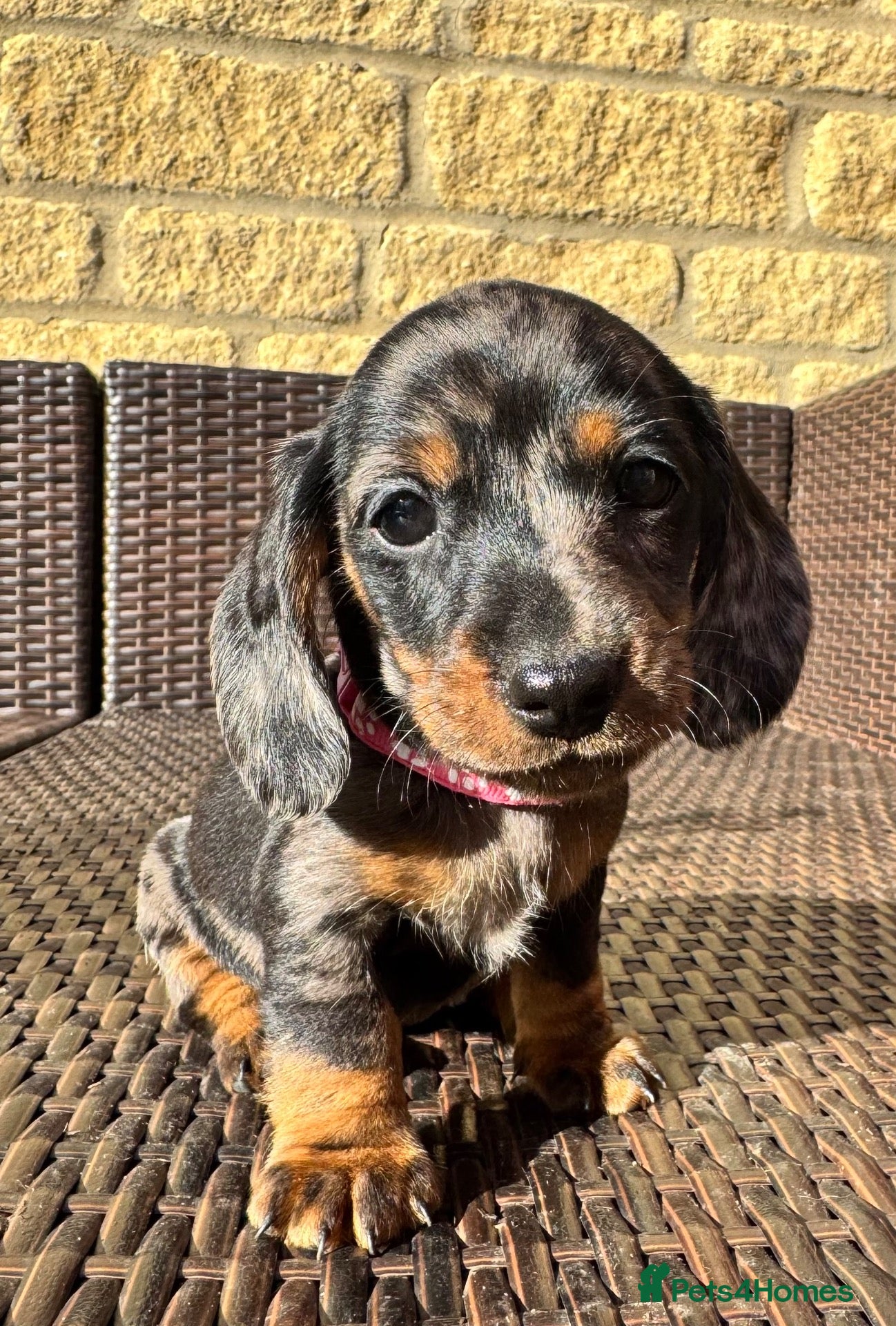 Miniature Dachshund dogs Ready Today🐾KC pedigree Mini Dachshund puppies - Advert 4
