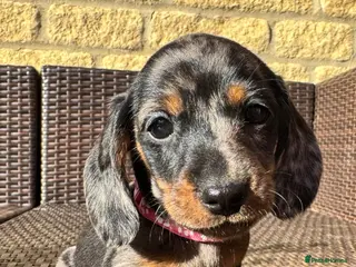 Miniature Dachshund dogs Ready Today🐾KC pedigree Mini Dachshund puppies - Advert 4