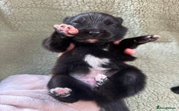 Pomsky dogs for sale: Pomsky Puppies  - Image 5