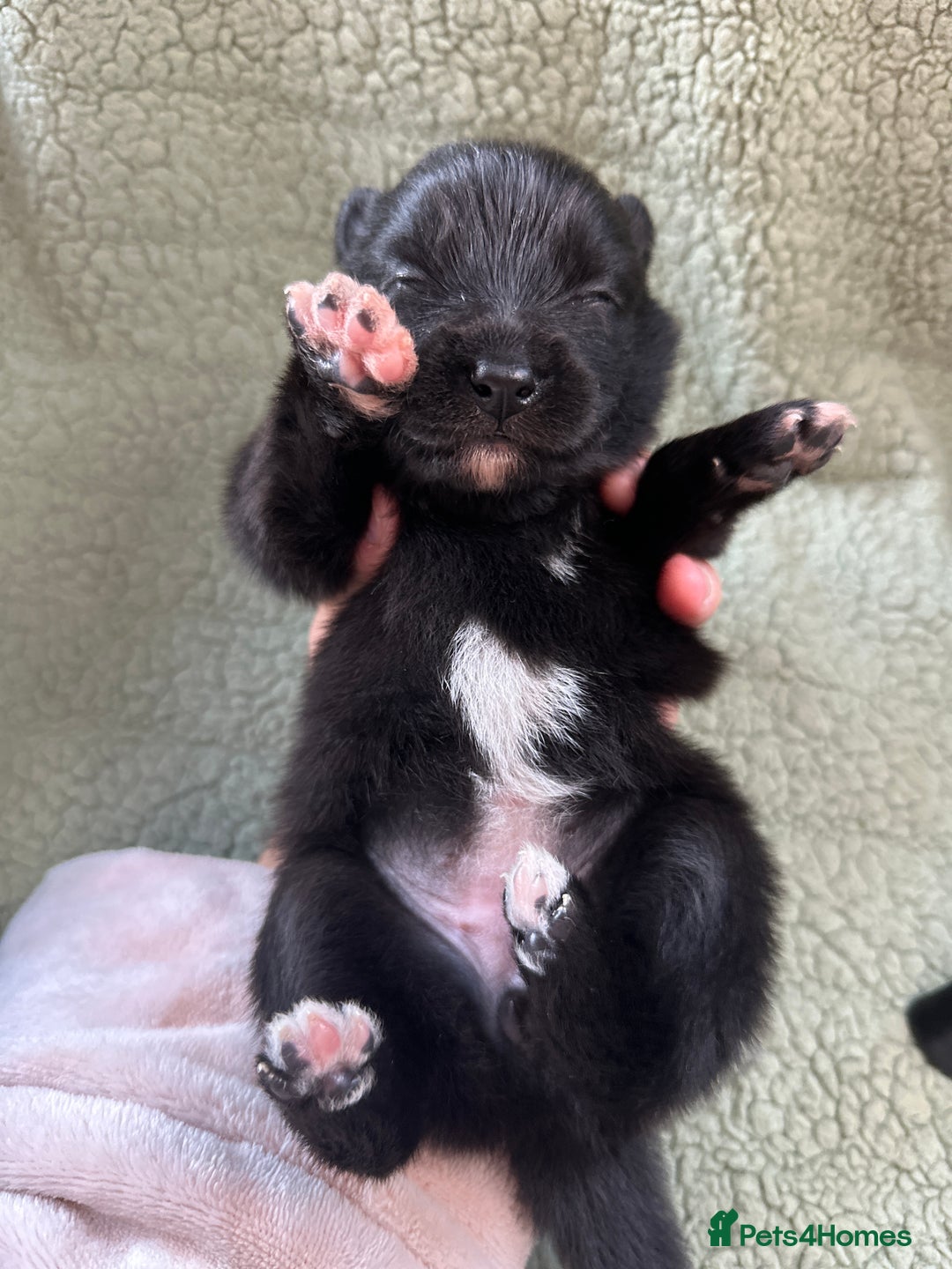 Pomsky dogs for sale: Pomsky Puppies  - Image 5