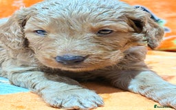 Mini Goldendoodle dogs for sale: 🐾🐾Mini golden doodles out of therapy asst momma - Image 6