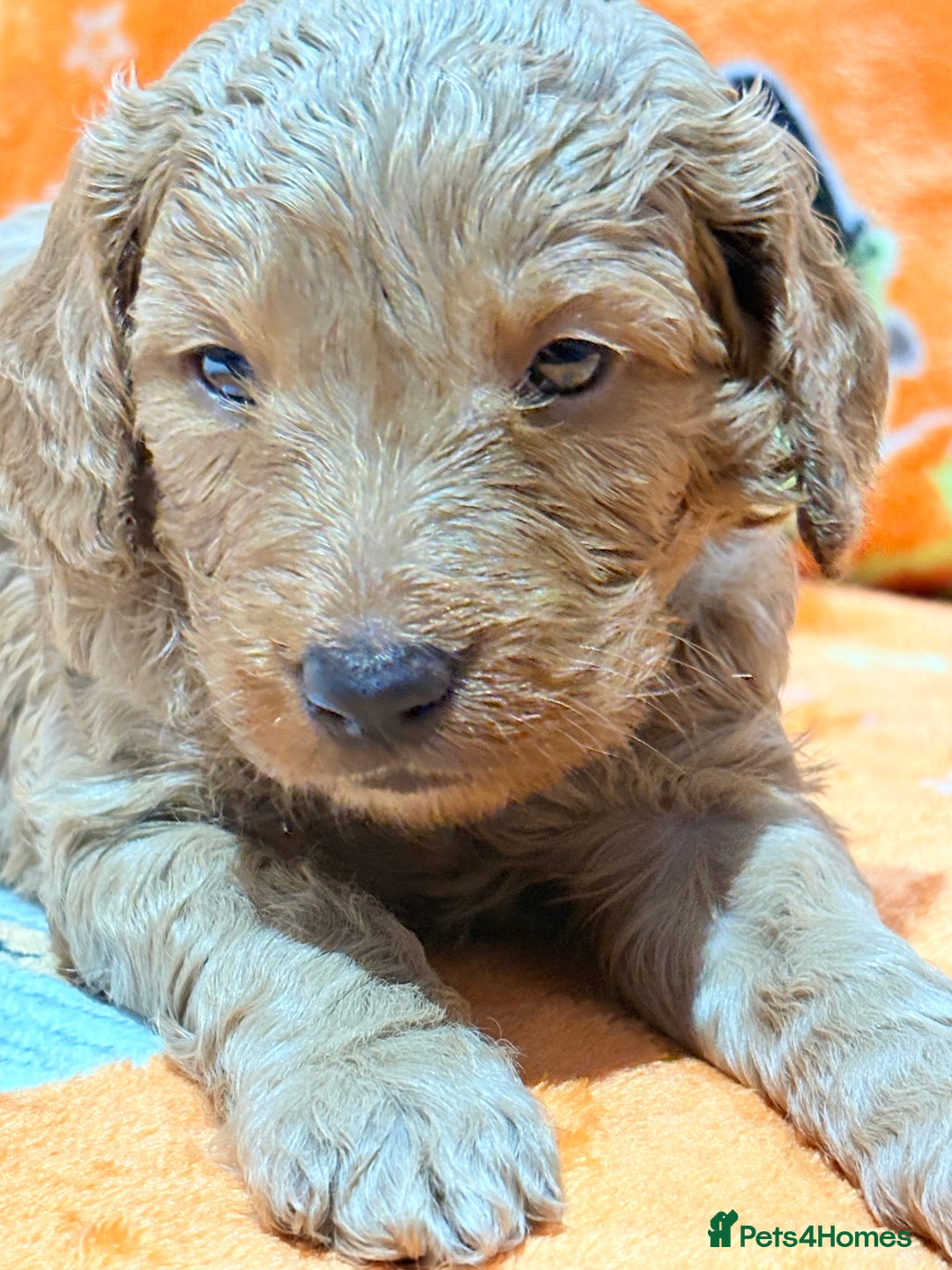 Mini Goldendoodle dogs for sale: 🐾🐾Mini golden doodles out of therapy asst momma - Image 6