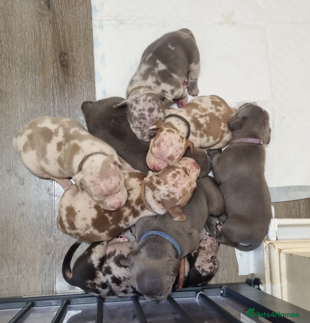 American Bully dogs for sale: David  - Image 8