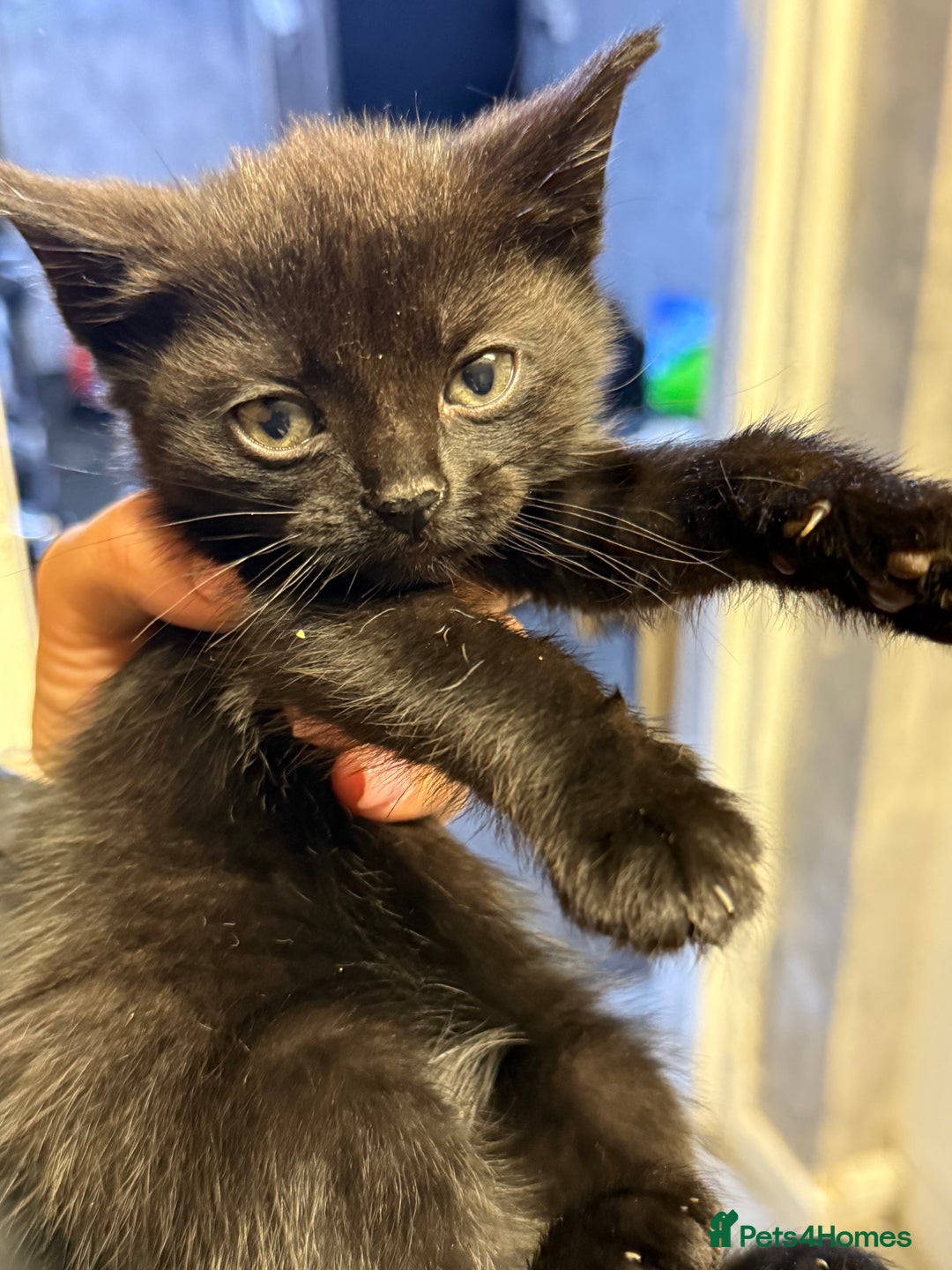 Mixed Breed cats for sale: THREE BLACK KITTENS AVAILABLE  - Image 15