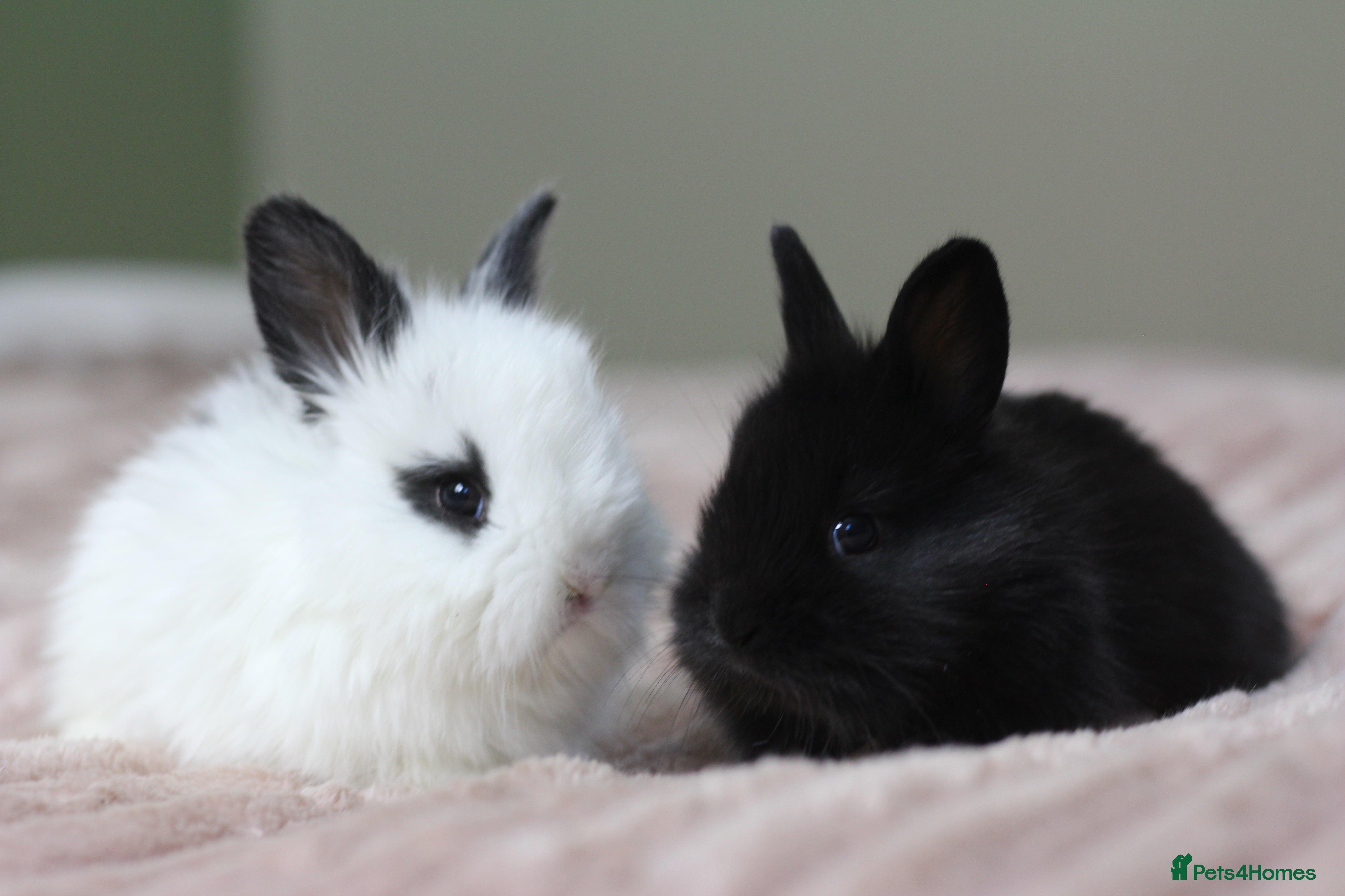 Angora rabbits Angora x bunnies 8 weeks old  - Advert 2