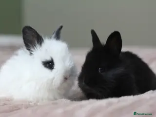 Angora rabbits Angora x bunnies 8 weeks old - Advert 2