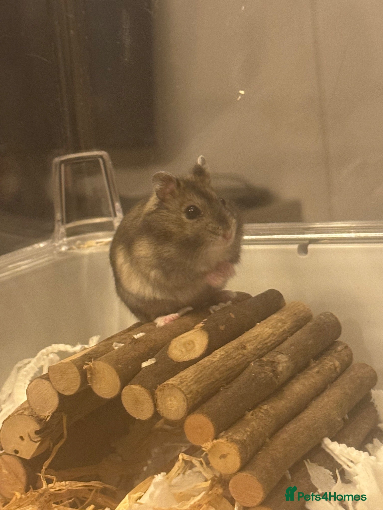 Hamster rodents Baby dwarf hamster  - Advert 3