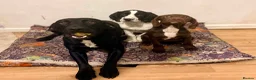 Springador dogs for sale: 🐾 Looking for a Loving Home – Meet Luna 🐾 - Advert 1