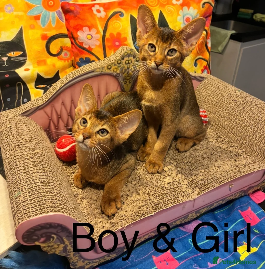Abyssinian cats for sale: Abyssinian kittens looking for forever homes - Advert 4