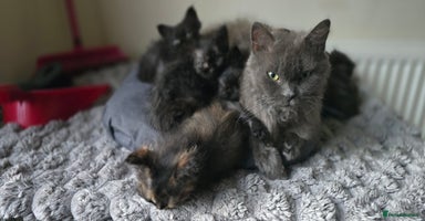 LaPerm cats 8 Laperm mix kittens, curly & long-haired - Advert 2