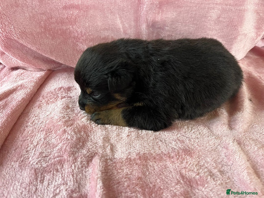 Rottweiler dogs for sale: 🤎🖤🦍 KC REGISTERED 5 ⭐️ BREEDER - Advert 20