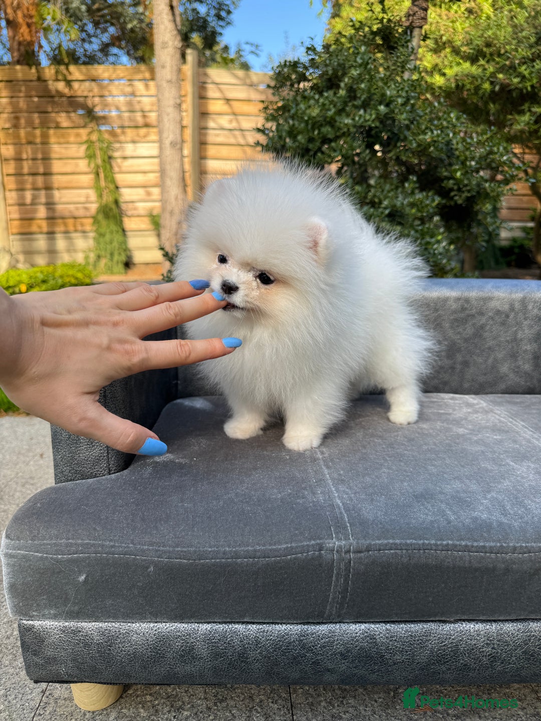 Pomeranian dogs for sale: SUPER TINY ICE WHITE POMERANIAN BOY - Image 36