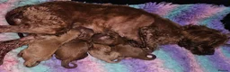 Cavapoo dogs for sale: Licensed breeder,dna clear red tiny cavapoo pups  - Advert 23