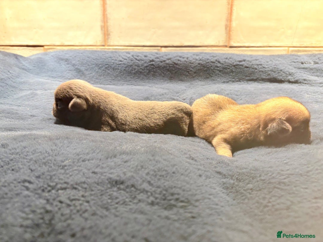 Pug dogs for sale: ALL PUPPIES NOW RESERVED🤍🐶 - Advert 7