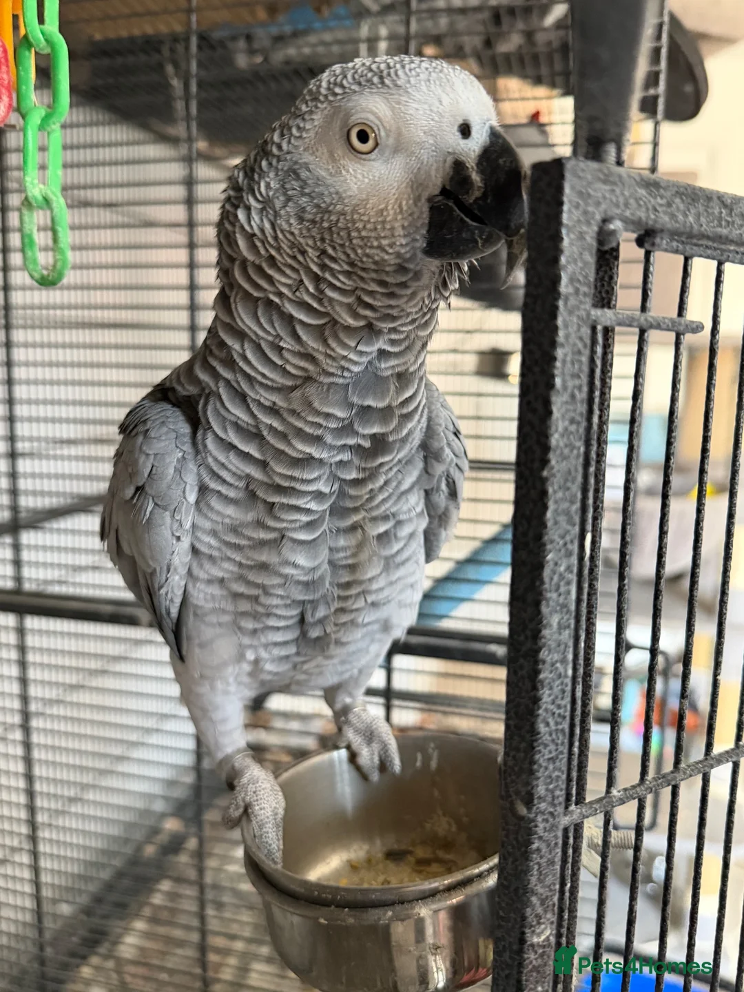 Parrots birds for sale: 2 x African grey - Advert 5
