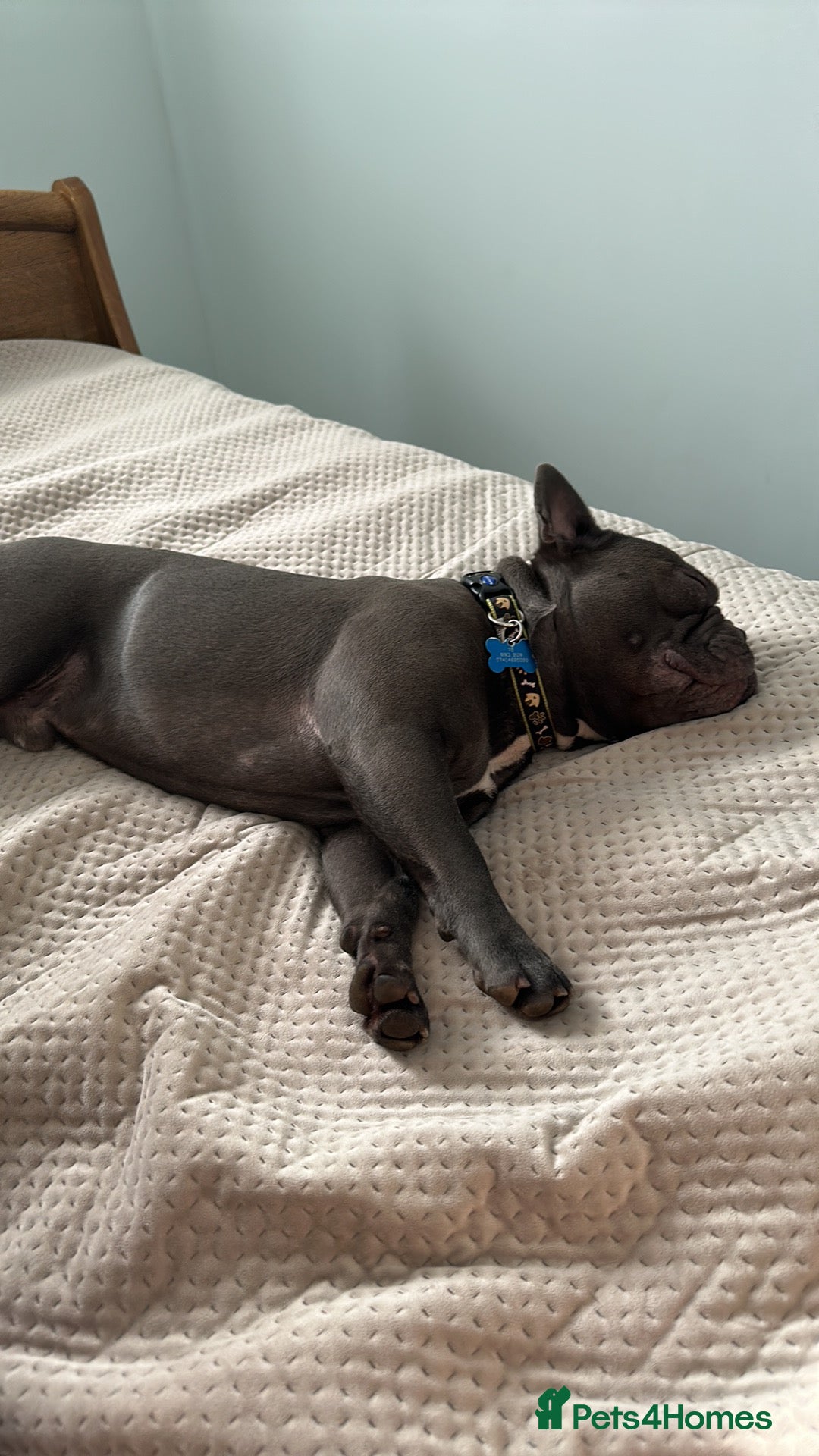 French Bulldog dogs for stud: Blue&Tan French Bulldog ready for stud £500 in Northampton - Advert 8