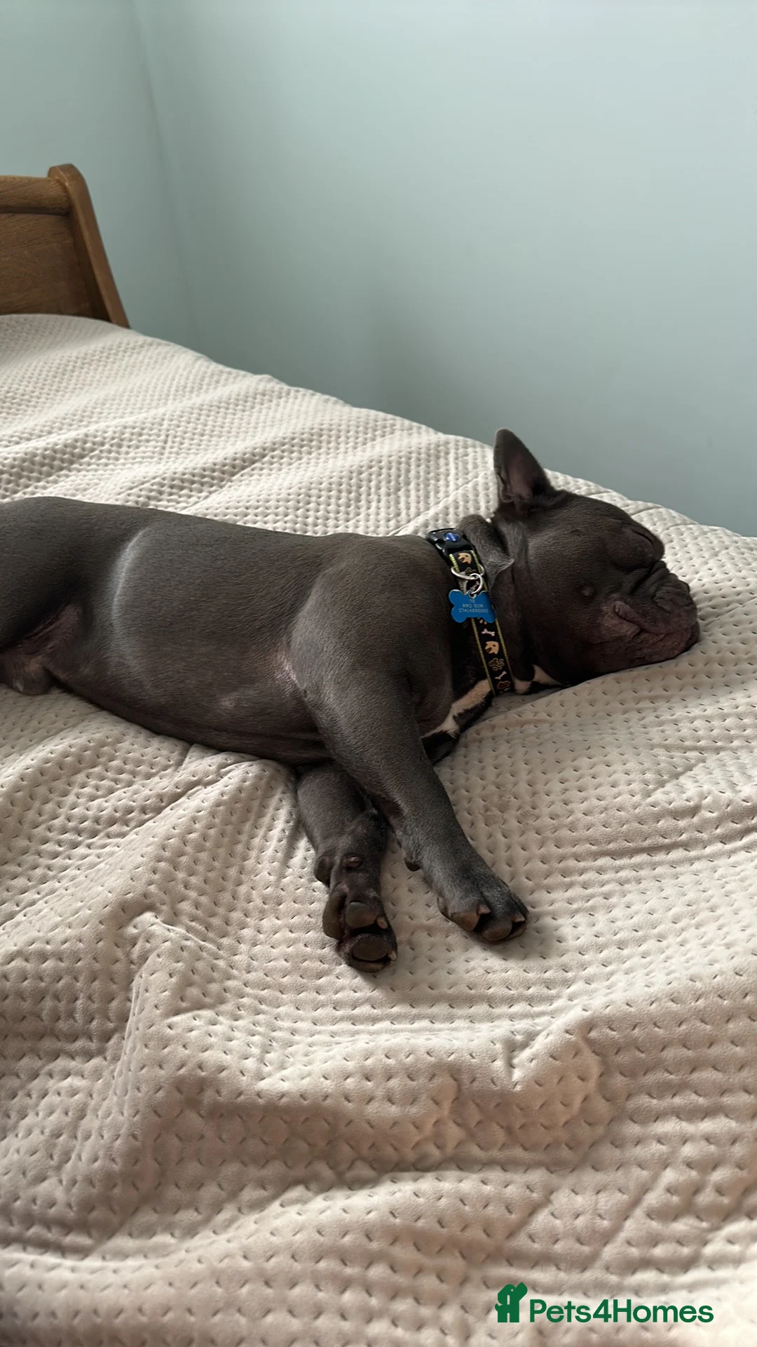 French Bulldog dogs for stud: Blue&Tan French Bulldog ready for stud £500 in Northampton - Advert 8