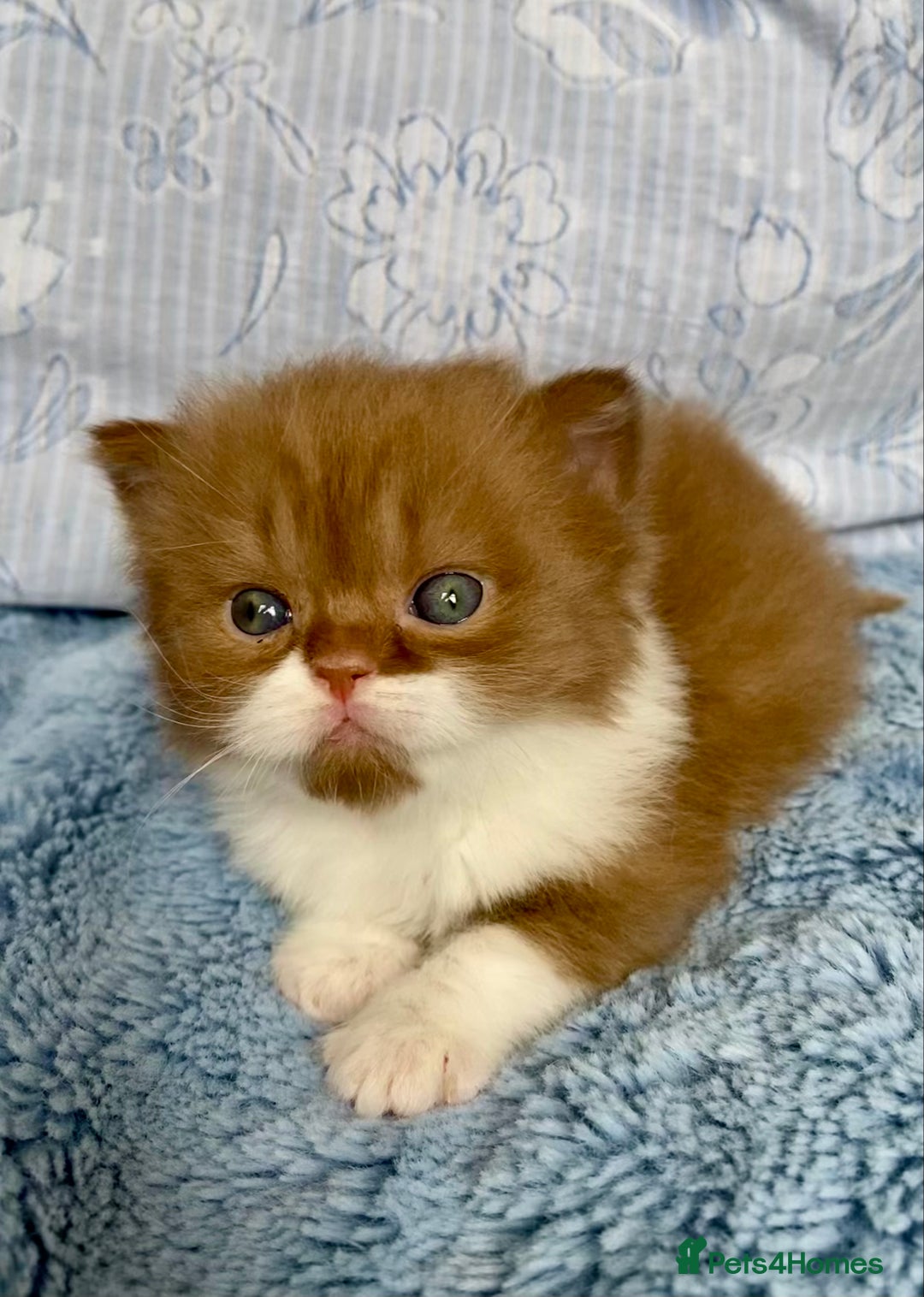British Longhair cats for sale: Champion line kittens - Image 6