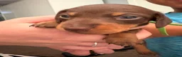 Miniature Dachshund dogs for sale: Beautiful KC reg miniature Dachshund 🐾🐾 in Basingstoke - Advert 7