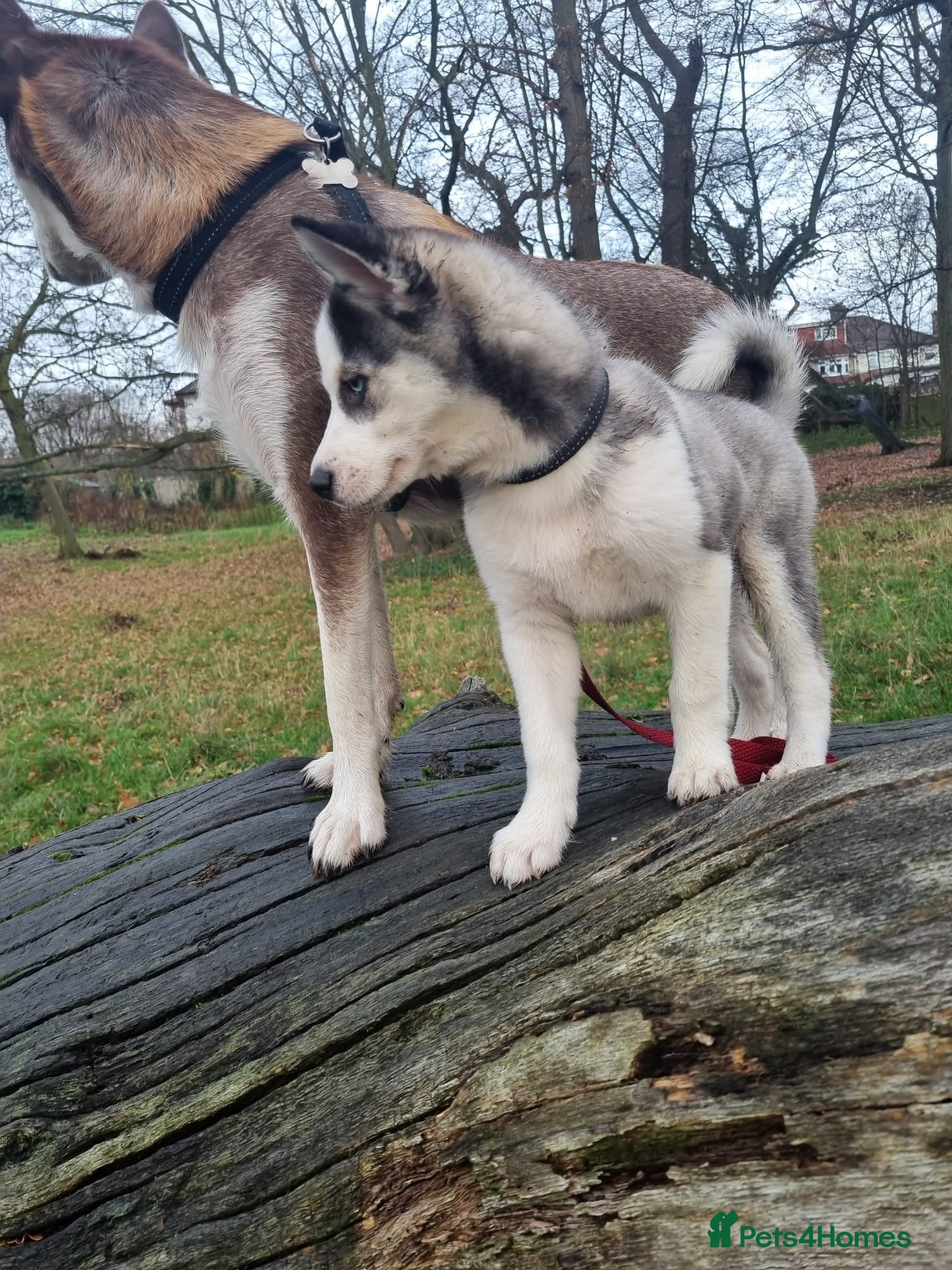 Mixed Breed dogs Pomsky for sale - Advert 1