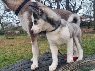 Mixed Breed dogs Pomsky for sale - Advert 2