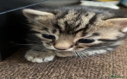 Domestic Shorthair cats for sale: Kittens - Image 8