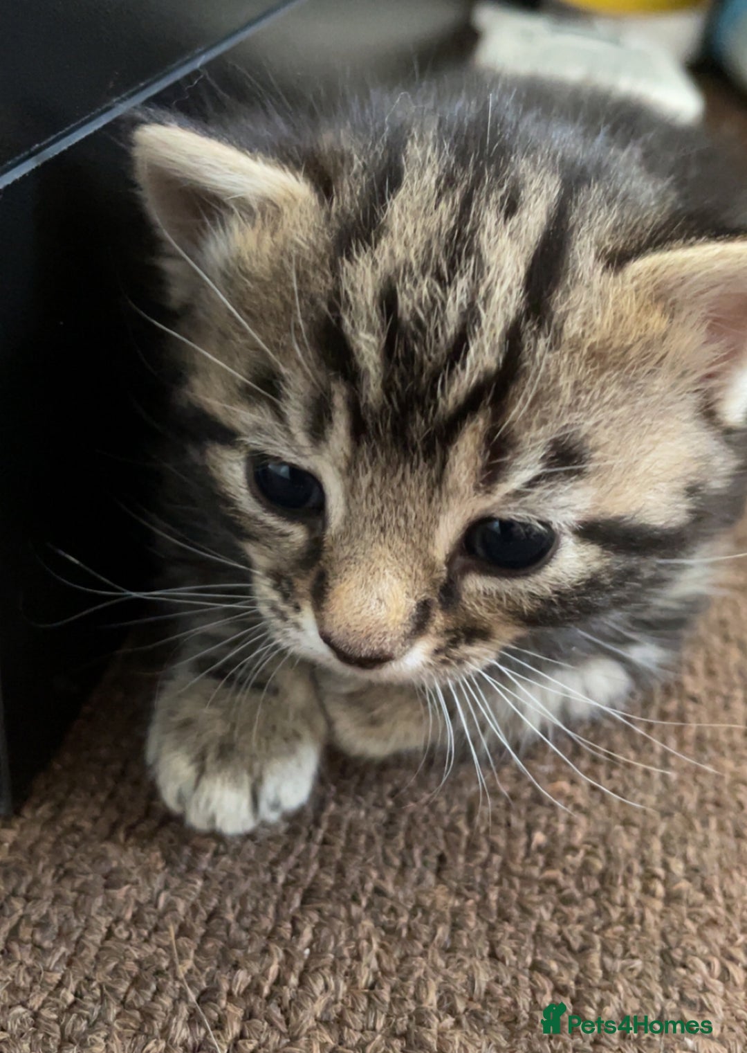 Domestic Shorthair cats for sale: Kittens - Image 8