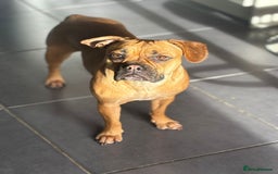 Mixed Breed dogs for sale: Beautiful French bulldog cross  - Image 1