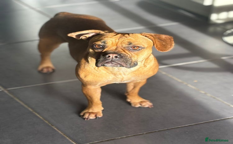 Mixed Breed dogs - Advert 16