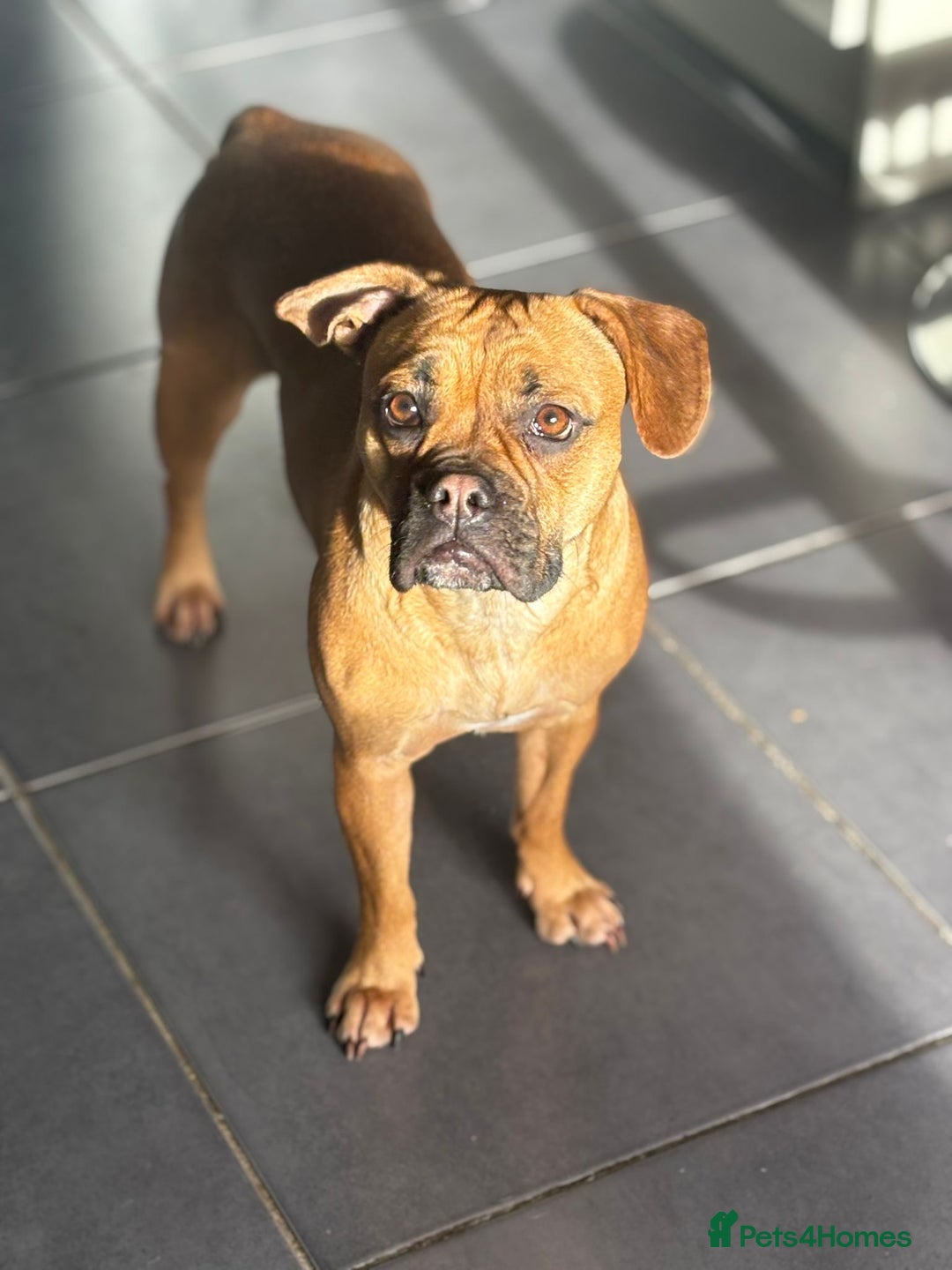 Mixed Breed dogs for sale: Beautiful French bulldog cross  - Image 1