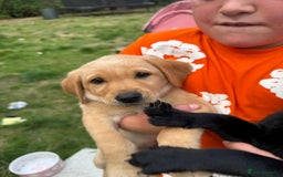 Labrador Retriever dogs for sale: 2 beautiful laborador puppies  - Image 4