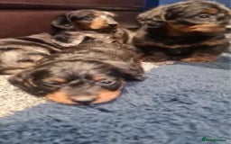 Dachshund dogs for sale: DAPPLE LONG HAIR DACHSHUNDS  - Image 7