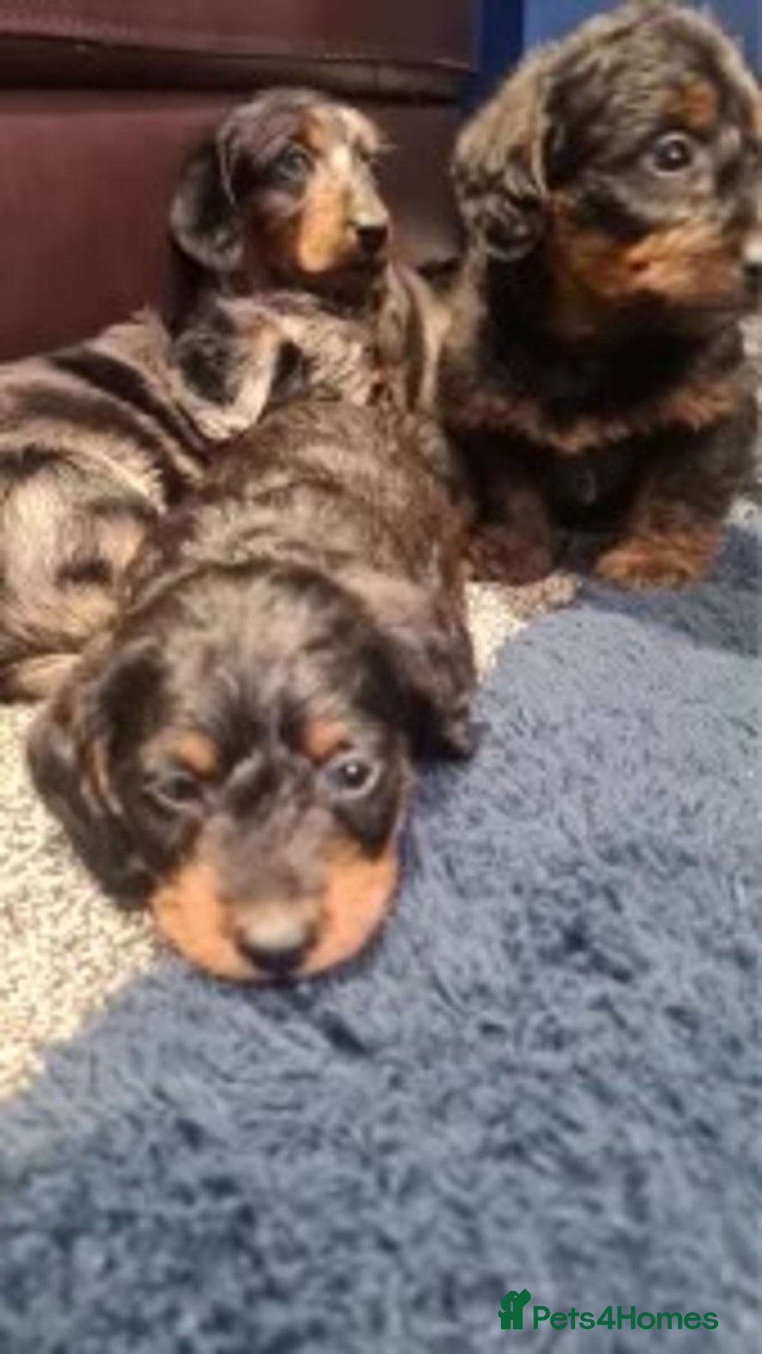 Dachshund dogs for sale: DAPPLE LONG HAIR DACHSHUNDS  - Image 7