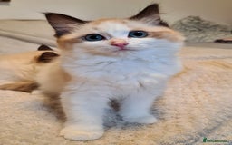Ragdoll cats for sale: 5 Purebred Ragdolls – Loving Homes Needed - Image 21