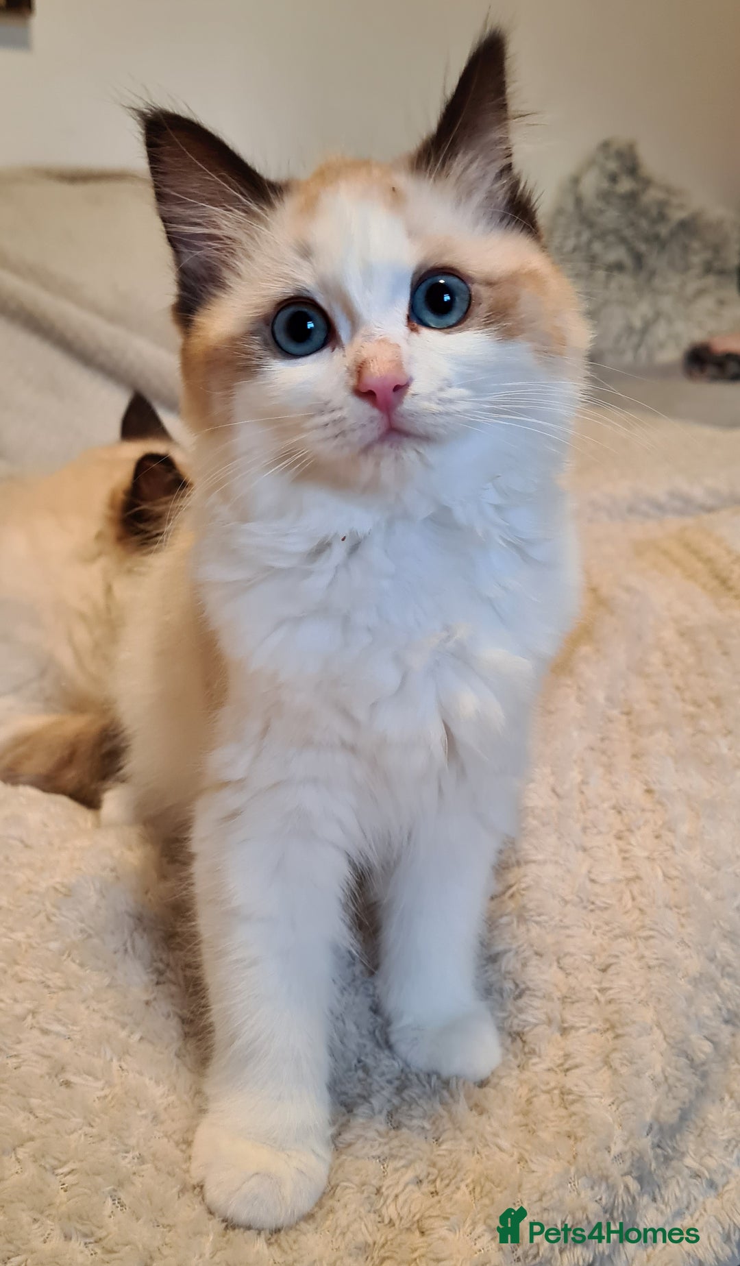 Ragdoll cats for sale: 5 Purebred Ragdolls – Loving Homes Needed - Image 21