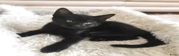 Mixed Breed cats for sale: Gorgeous, playful & affectionate kittens - Advert 22