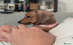 Miniature Dachshund dogs for sale: 2x miniature dachshunds - Image 16