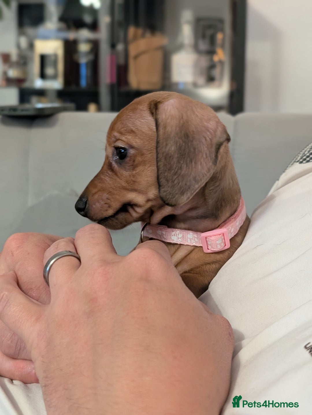 Miniature Dachshund dogs for sale: 2x miniature dachshunds - Image 16