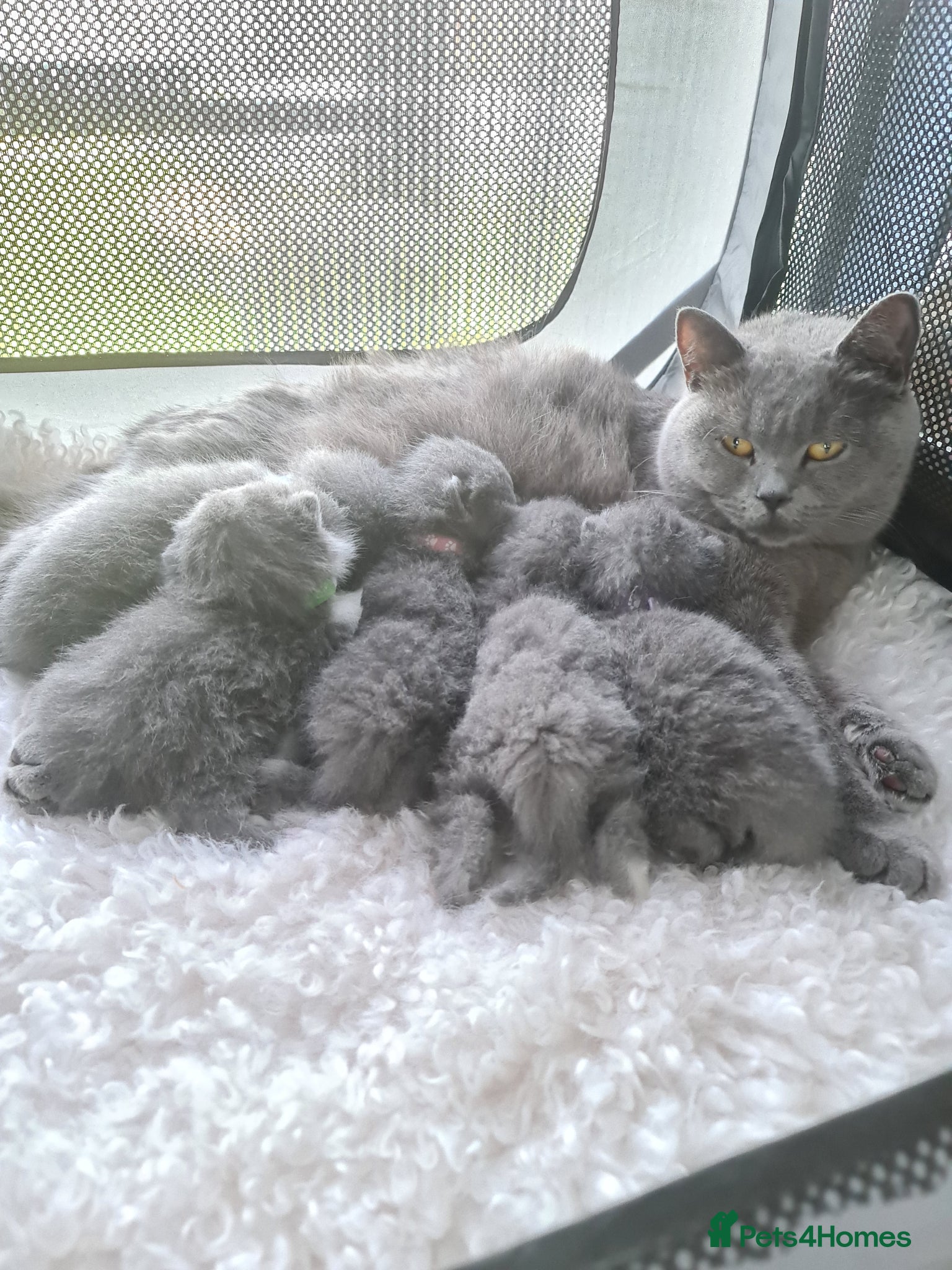 British Shorthair cats British shorthair kittens  - Advert 10