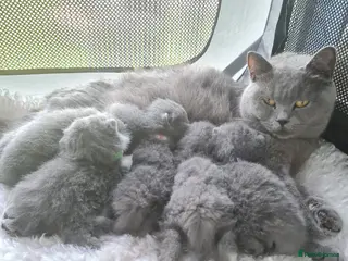 British Shorthair cats British shorthair kittens - Advert 10