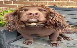Cocker Spaniel dogs for sale: Ready Now - Wonderful Cocker Spaniels - Advert 2