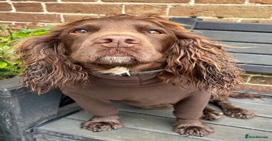 Cocker Spaniel dogs Ready Now - Wonderful Cocker Spaniels - Advert 8