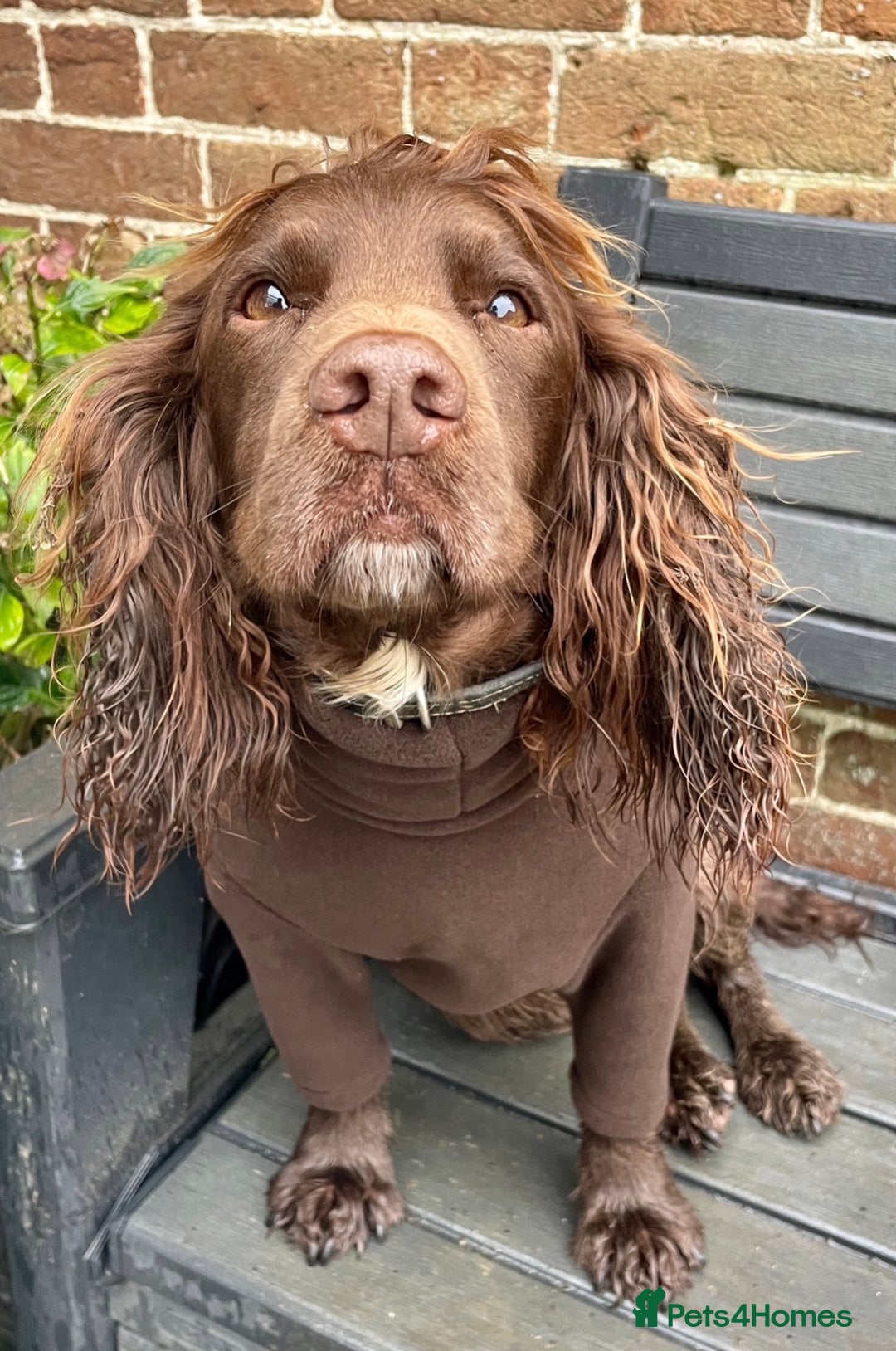 Cocker Spaniel dogs for sale: Ready Now - Wonderful Cocker Spaniels - Advert 2